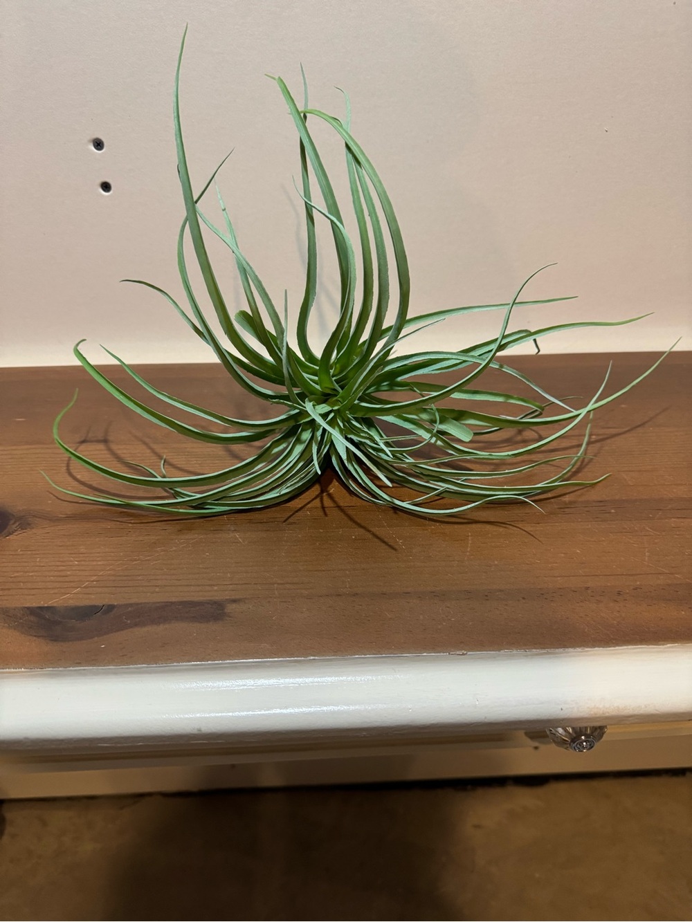 Faux Green Air Plant - Decorative Home Accent